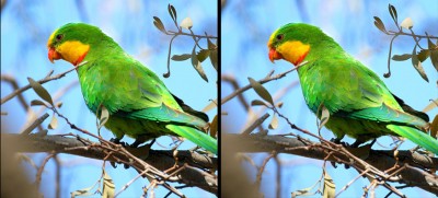 superb-parrot.jpg