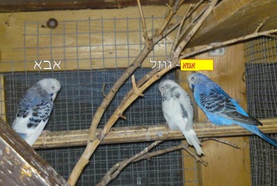 תוכונים.JPG
