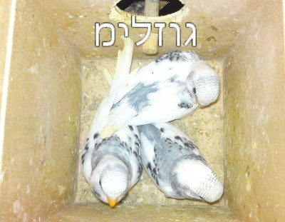 גוזלים 3.JPG