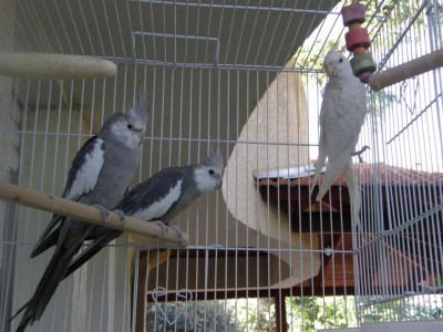 שני הוייטפייסים למכירה