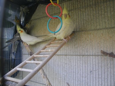 הלוטינו המדובר זה האחורי מבינהם