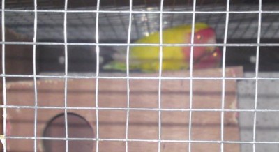 love bird.JPG