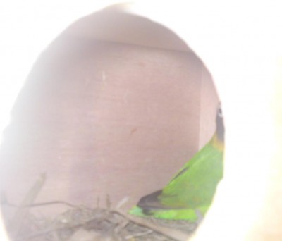 love bird2.JPG