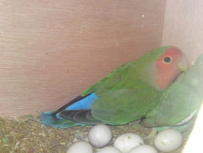 lovebird3.JPG