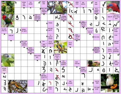 תשחץ 22.jpg