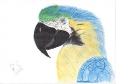 Macaw Draw1.jpg