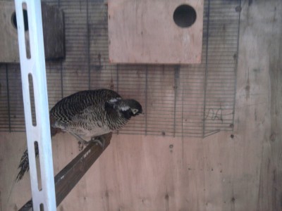 הזכר עוד לא הגיע בכלל לצבע שלו