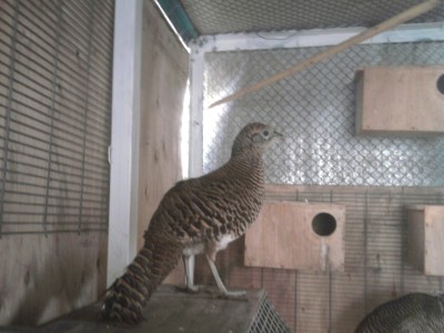 הנקבה המאושרת..