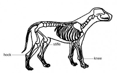 Anatomy_and_physiology_of_animals_Common_dog_joints.jpg