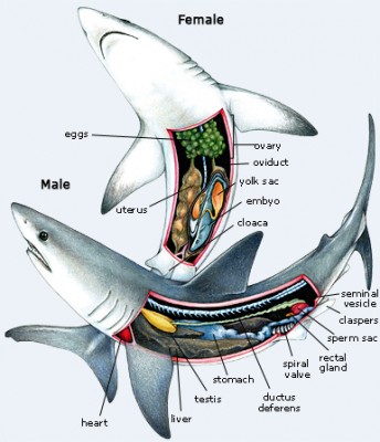 il-shark-anatomy.jpg