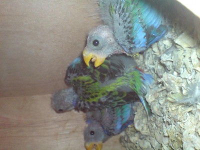 טוב אז קודם כל גוזלים של רוזלה מזרחית