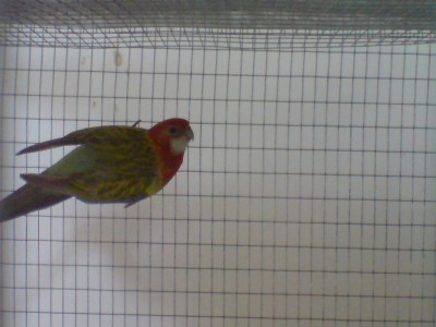 זוג רוזלה  שהבאתי לא מזמן <br />הנקבה פסטל והזכר פייד פסטל