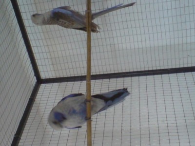 זוג רוזלה קרימסון הזכר קרימסון כחול הנקבה קרימסון כחול קינמון