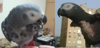 ג'וני לפני ואחרי.JPG