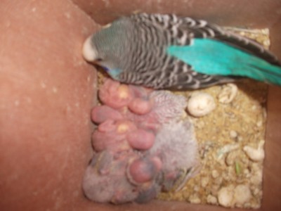 DSCF9860 (1024 x 768).jpg