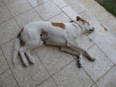 סטייסי אחרי עיקור