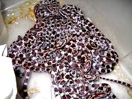 בייביז תירסים.jpg