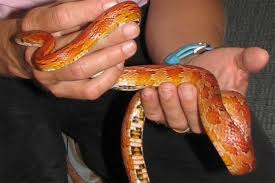 תירס בוגר.jpg