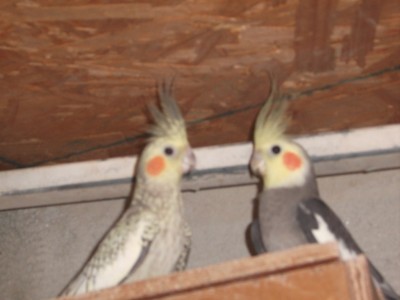 ההורים המאושרים