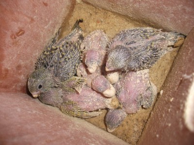 DSCF0075 (1024 x 768).jpg