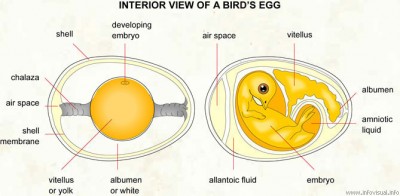 062 Interior view of a bird egg.jpg