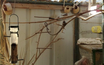 פינקים זברות