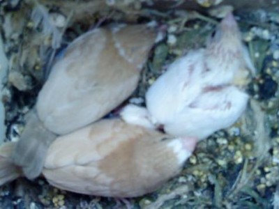 בני 3 שבועות.JPG