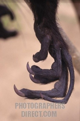 האצבעות המוזרות שלו