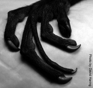 האצבעות המוזרות שלו