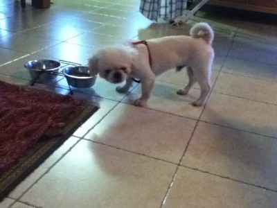 פאפו ברגעים הראשונים בבית!