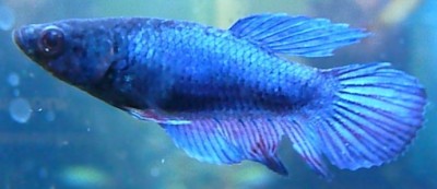 female_betta1.jpg