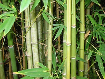Bamboo-forest.jpg