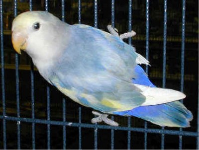 Bird,%20112.jpg