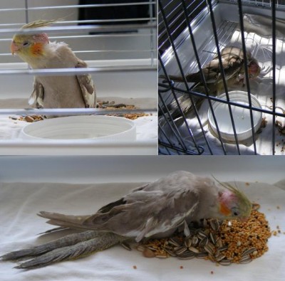 pitzi.jpg