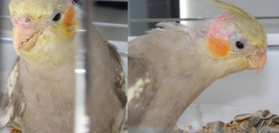 pitzi2.jpg