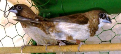 בנגלזים אירופאים.jpg