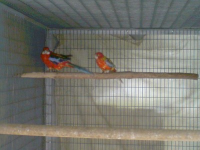 זוג אופליין נשא רובינו