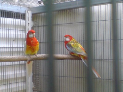 זוג הנקבה פסטל נשא לוטינו <br />הזכר אופליין נשא לוטינו