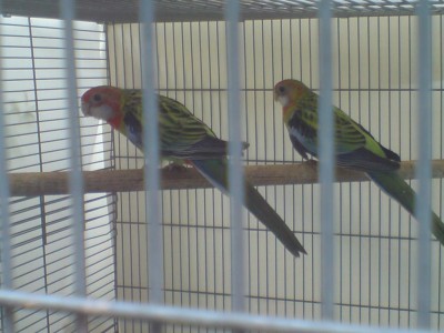 זוג רוזלה מזרחית צעירים נולדו אצלי<br />זה דור ההמשך הראשון  לעונה הבאה