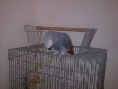 קוקו מעל הכלוב