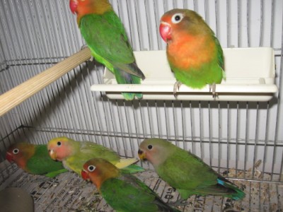 הפישרים החדשים לבית גידול :)