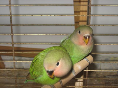 זוג ציפורי אהבה פיץ' פייס