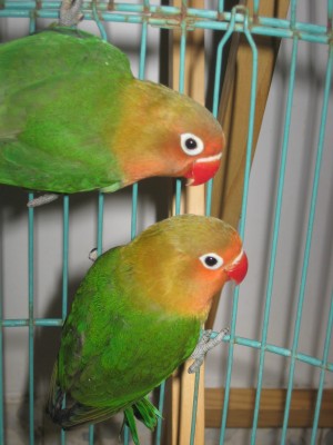 עוד זוג פישרים