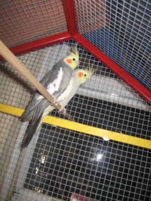 זוג הקוקטיילים ניק וניקי :)