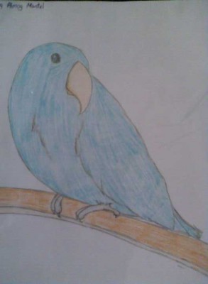 eclectus blue.jpg