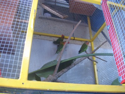 ציפורי אהבה בכלוב החדש :)