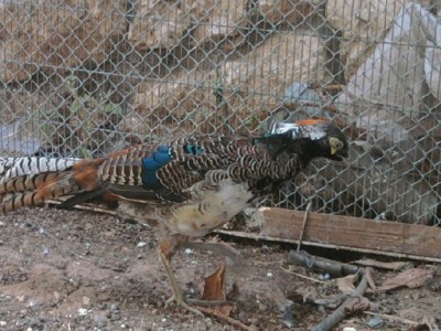 הזכר החתיך שמתחיל לגדל את נוצותיו