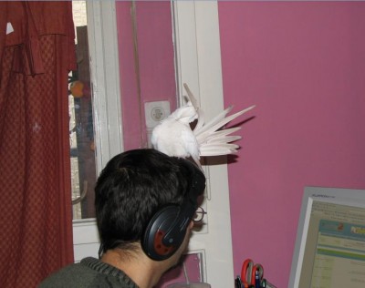 sheleg competition.jpg