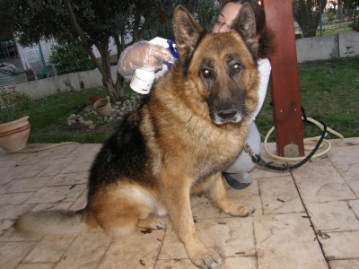 ריסוס בחומר נגד קרציות ופרעושים