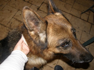 קולר נגד קרציות